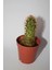 Bakır Rengi Kaktüs Mammillaria Elongata Copperking Kaktüs Tekli 5,5 cm Saksıda 1