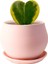 Tekno Trust Hoya Kerrii Variegata (Kalp Sukulent) Curvy Pembe Saksılı 1