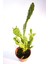 Opuntia Monacantha Inciri Kaktüsü Tekli 8,0 cm Saksıda 1