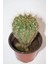 Echinopsis Oxygona Pembe Çiçekli Orta Boy Kaktüs 8,0 cm Saksıda 2