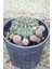 Örümcek Kaktüsü Gymnocalycium Baldianum Büyük Boy Kaktüs 1