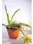 Kurdele Çiçeği Chlorophytum Comosum 8 cm Orta Boy Saksıda 1