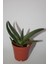 Bayraktar Peyzaj Gasteria Pillansii Sukulent Tekli 5,5 cm Saksıda 1