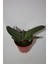 Bayraktar Peyzaj Gasteria Pillansii Sukulent Tekli 5,5 cm Saksıda 2