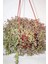 Crassula Pellucida Marginalis Çiçeği Askılı Saksılı Büyük Boy 1