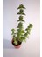 Crassula Rupestris Sukulent Tekli 5,5 cm Saksıda 2