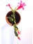 Schlumbergera Pembe Çiçek Açan Yılbaşı Çiçeği Sukulent Bitki 8 cm Orta Boy Saksı 3