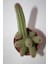 Yılan Kaktüs - Chamaecereus Silvestrii Tekli 5.5 cm Saksıda 3