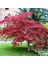 Kırmızı Yapraklı Japon Akçaağaç Acer Palmatum Atropurpureum 3 Ade 1