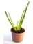 Aloe Vera Bitkisi Tıbbi Sarısabır Cilt Için Uygun Jel Aleovera 8 cm Orta Boy Saksıda 1