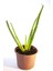 Aloe Vera Bitkisi Tıbbi Sarısabır Cilt Için Uygun Jel Aleovera 8 cm Orta Boy Saksıda 2