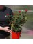 Yediveren Saksılı Kırmızı Gül –20-30cm 2