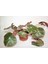 Paşa Çadırı Begonia Erythrophylla Sukulent Orta Boy Saksı 8,0 cm Saksıda 1