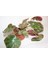 Paşa Çadırı Begonia Erythrophylla Sukulent Orta Boy Saksı 8,0 cm Saksıda 2