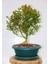 BONSAİ BUXUS - 7 YAŞINDA HEDİYELİK BONSAİ 1