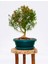BONSAİ BUXUS - 7 YAŞINDA HEDİYELİK BONSAİ 2
