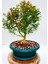 BONSAİ BUXUS - 7 YAŞINDA HEDİYELİK BONSAİ 3