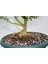 BONSAİ BUXUS - 7 YAŞINDA HEDİYELİK BONSAİ 4