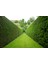 Yeşil Mazı Fidanı 20 Adet - Çit Bitkisi ( Thuja Orientalis ) 2