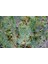 Yeşil Mazı Fidanı 20 Adet - Çit Bitkisi ( Thuja Orientalis ) 4