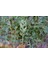 Yeşil Mazı Fidanı 20 Adet - Çit Bitkisi ( Thuja Orientalis ) 5