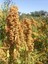 Kinoa Tohumu Chenopodium Quinoa Willd 250 gr 5