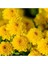 Kasımpatı Saksı’da Krizantem Chrysanthemum Sarı Renk 1
