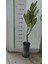 Saksıda Amerikan Fulu (Plumeria Alba) Ağacı Fidanı 2
