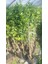 Limon Fidanı Mayer Citrus × Meyeri, +3 Yaş, +120 cm, Tüplü 2
