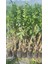 Limon Fidanı Mayer Citrus × Meyeri, +3 Yaş, +120 cm, Tüplü 3