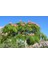 GÜLİBRİŞİM FİDANI 5 ADET - İPEK AĞACI (Albizia Julibrissin) 2