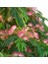 GÜLİBRİŞİM FİDANI 5 ADET - İPEK AĞACI (Albizia Julibrissin) 3