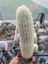 Cephalocereus Senilis- Sütun Kaktüs-5.5 cm Saksı 1