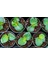 BİTKİ TOPRAĞI 10 LT - 5'Lİ KARIŞIM(TORF,PERLİT,KOMPOST,KUM,ORMAN 5