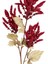 Yapay Çiçekli Bitki Pampas Bordo 90 Cm. 2