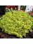 1 Adet Euonymus Japonica Aurea Altuni Taflan Fidanı Tüplü 1