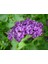 Syringa Vulgaris Sensation Ebruli Leylak Fidanı 1