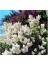 Syringa Vulgaris Mme Lemoine Leylak Fidanı 1