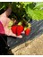 20 Adet Kabarla Çilek Fidesi Açık Kök Yeni Sezon 1