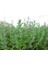 Thymus Vulgaris Kekik Fidanı Tüplü 1