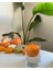 Halloween Pumpkin Candle / Vegan Mum 1