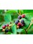 Şifalı Saskatoon Berry Fidanı 5 Adet 3