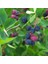 Şifalı Saskatoon Berry Fidanı 5 Adet 4