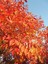 Amerikan Dişbudak Fidanı 3 Adet - Fraxinus Americana 2
