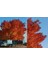 Amerikan Dişbudak Fidanı 3 Adet - Fraxinus Americana 3