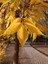 Amerikan Dişbudak Fidanı 3 Adet - Fraxinus Americana 4
