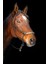 Kahverengi At-Brown Horse Kanvas Tablo 1