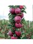 Tüplü Yarı Bodur Scarlet Spur Elma Fidanı 3 Yaşında 150-180 cm 1