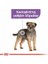 Royal Canin Ccn Mini Sterilised Küçük Irk Kısırlaştırılmış Köpek Maması 3 kg - Petshopundan 2