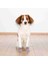 Köpek Çorabı Kaydırmaz 2 Adet XL 2 Adet Gri 4